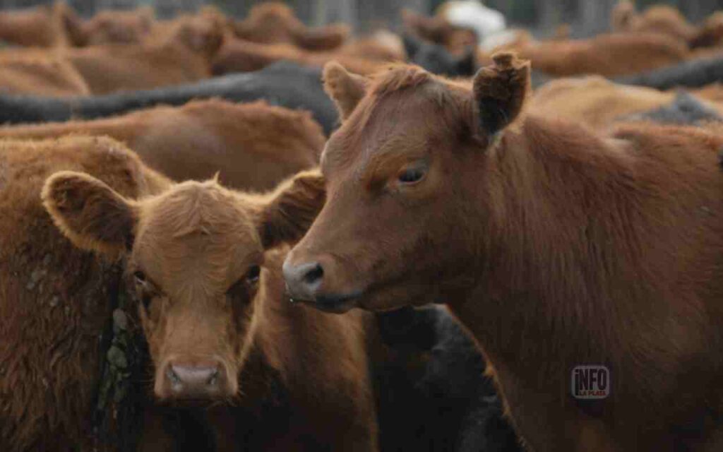 peso mínimo de faena