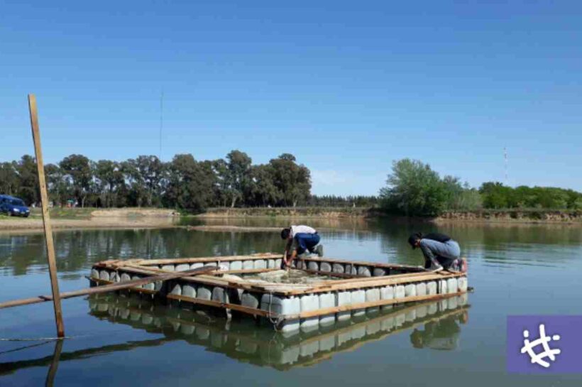 Buscan recuperar canteras abandonadas mediante la cría de pejerreyes