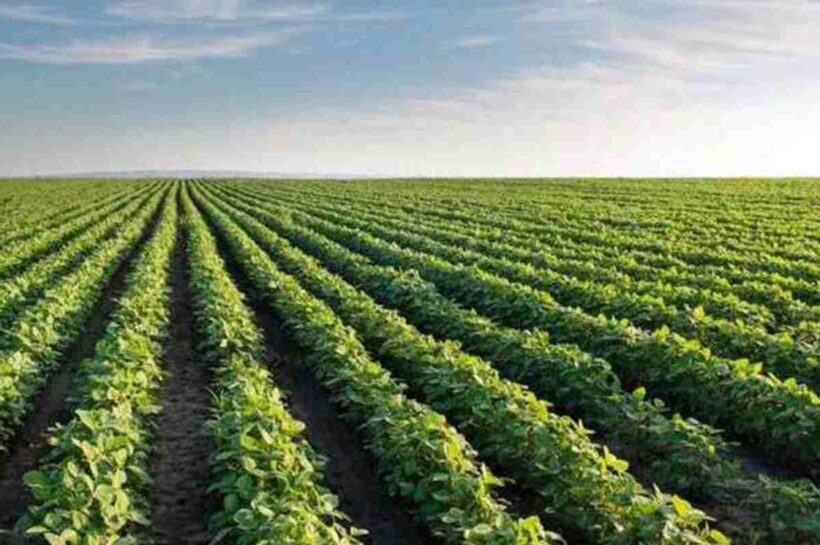 El complejo sojero argentino: liderazgo en el crush y desafíos en la agregación de valor