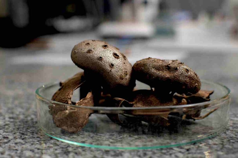 Hongos: un consumo que requiere información y precaución para evitar riesgos