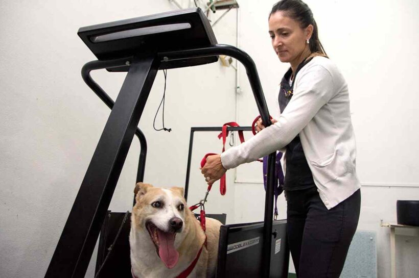 Desarrollan un tratamiento a base de cartílago de tiburón para atender la Artrosis canina
